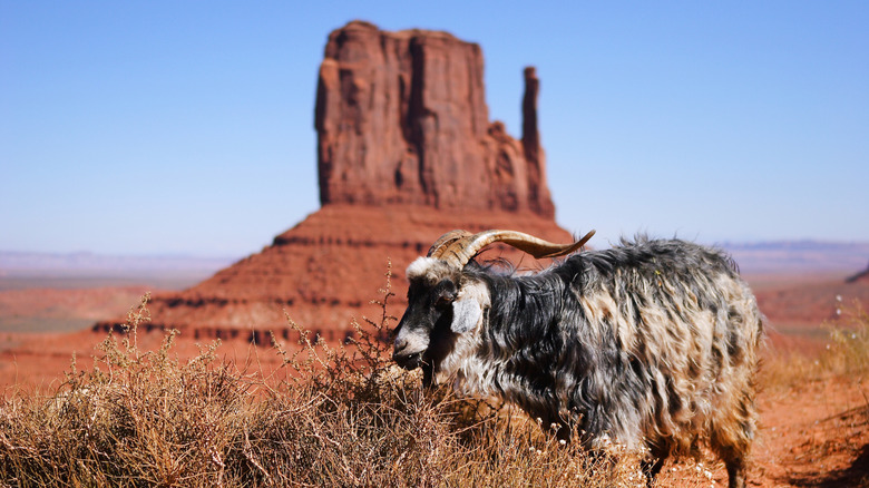 A mountain goat nibbles at brush in Monument Valley, Arizona