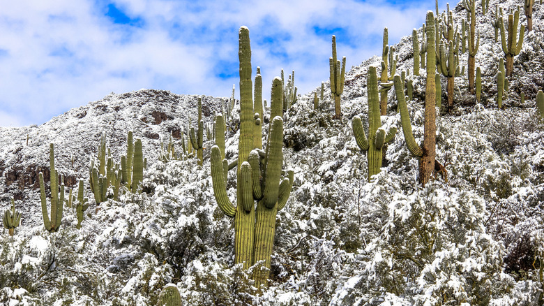 Desert in Arizona after it snows