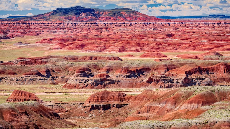 Petrified National Forest