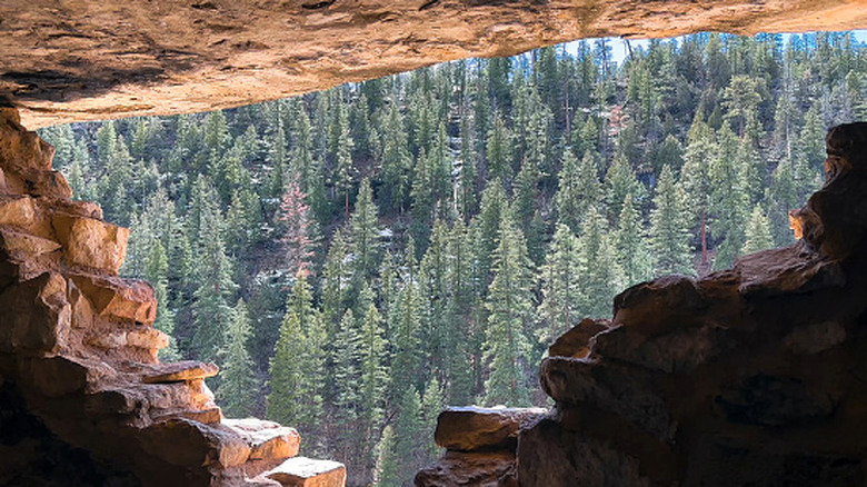Looking out of an ancient cliff dwelling at a beautiful forest within Walnut Canyon National Monument