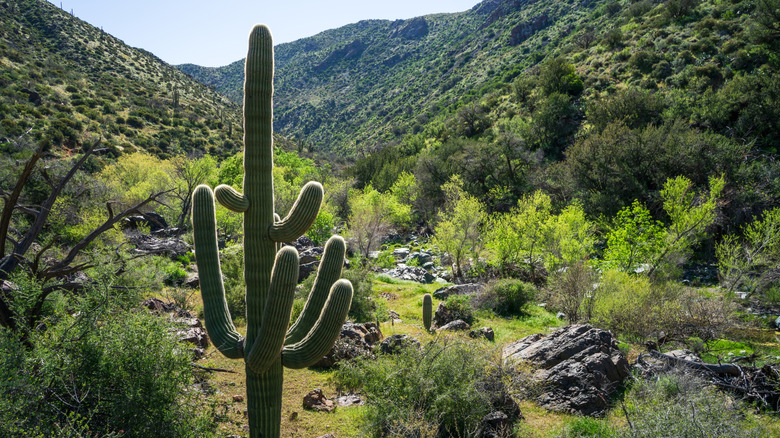 Saguaro cactus in the Cave Creek valley during springtime with mountains in the background