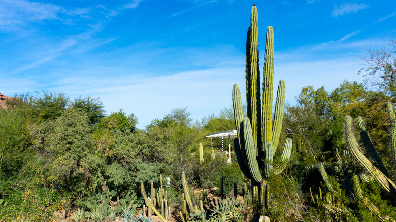 Saguaro cactus in a desert landscape in the Desert Botanical Garden