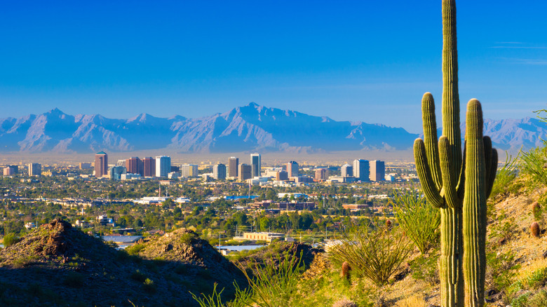 Phoenix midtown skyline with a Saguaro Cactus and other desert scenery in the foreground