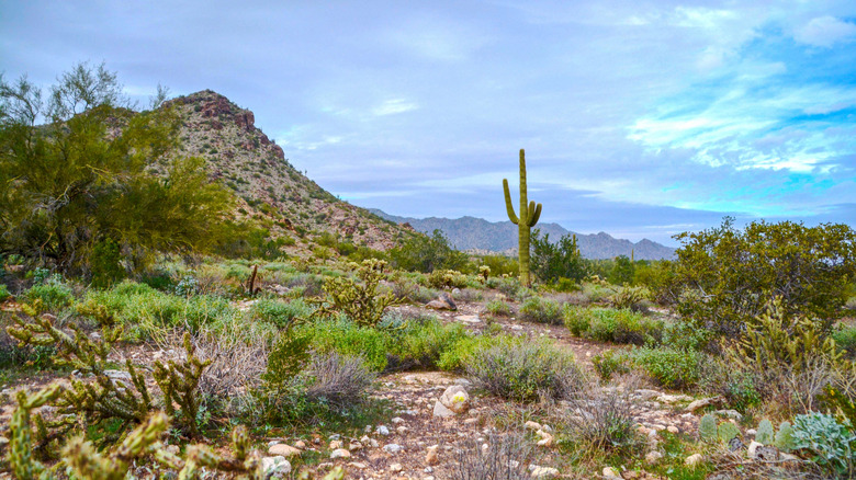 View of the landscape and trails at White Tank Mountain Regional Park in Maricopa County Arizona