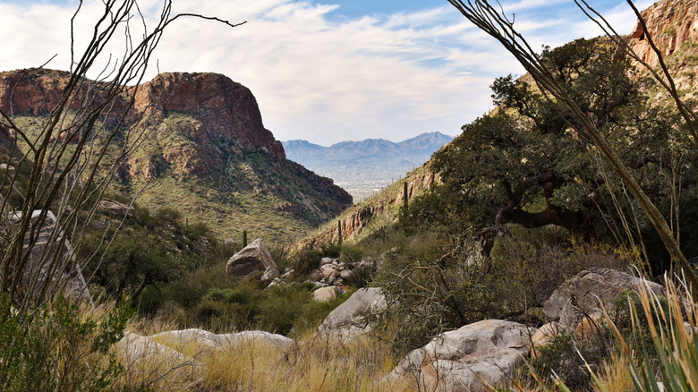 Pima Canyon Trail in Coronado National Forest, near the Santa Catalina Mountains and Tucson, Arizona