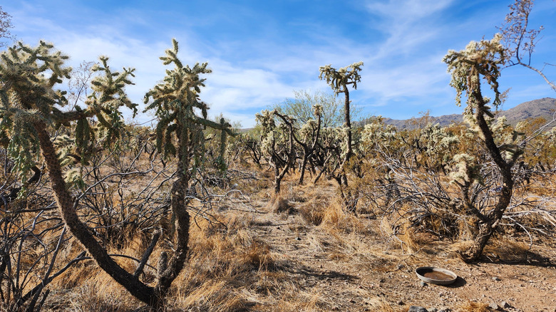 Joshua trees near Black Canyon City