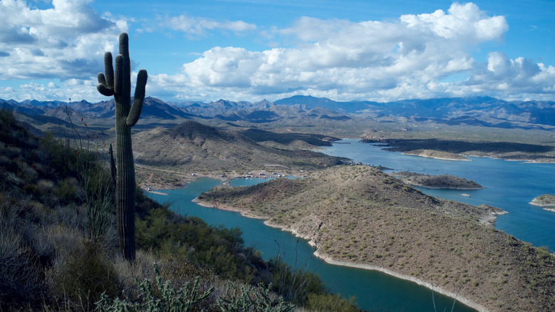 Saguaro at lake pleasant