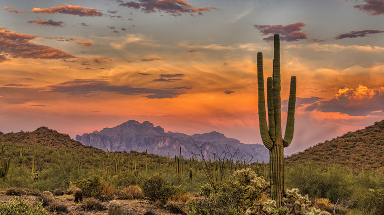 Sunset over the Sonoran desert