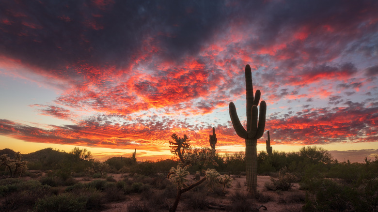 Arizona desert sunset with cacti in the photo