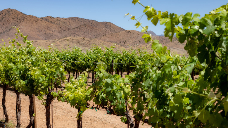 Trees at a winery in Willcox, Arizona