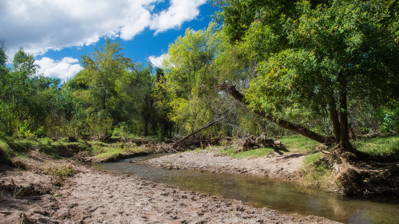 Sonoita Creek near Patagonia surrounded by lush trees.