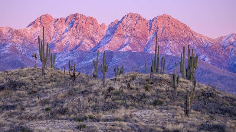 Sunlight-tinged peaks in the Four Peaks Wilderness Area in Arizona