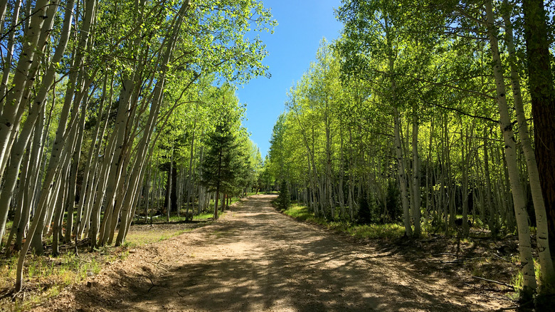 Unpaved road bordered by green trees of the US Forest Service in the Kaibab Forest of Arizona