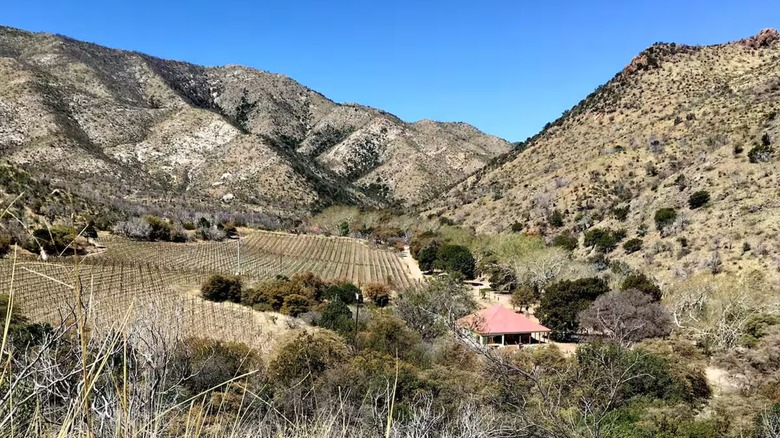 Vineyards and house surrounded by mountains in Portal, Arizona