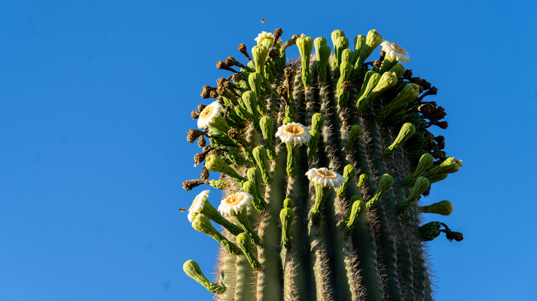 Blooming saguaro cactus