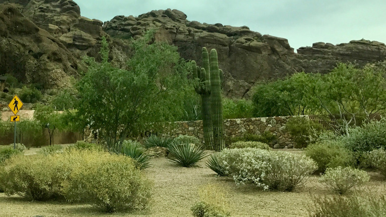 The desert in Paradise Valley