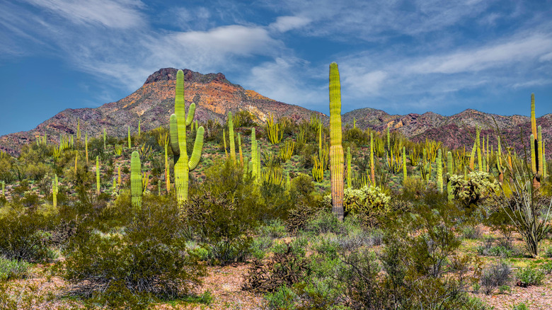 Cactus growing near Ajo in the Cactus Pipes National Monument region