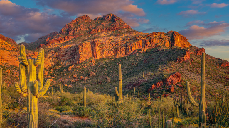 Saguaros backdropped by red rocks in the Sonoran Desert near Ajo, Arizona