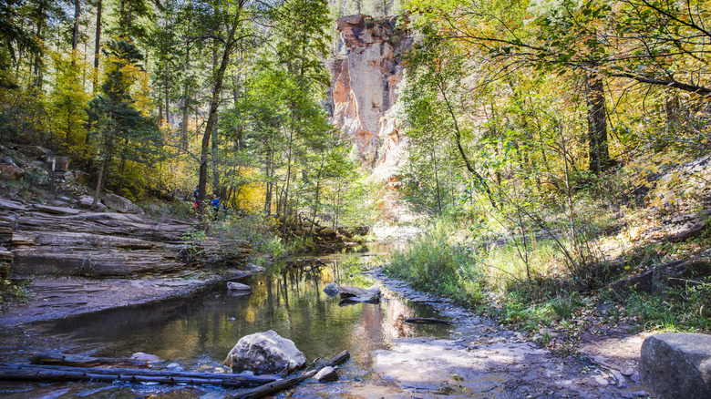A creek surrounded by lush forest near Sedona
