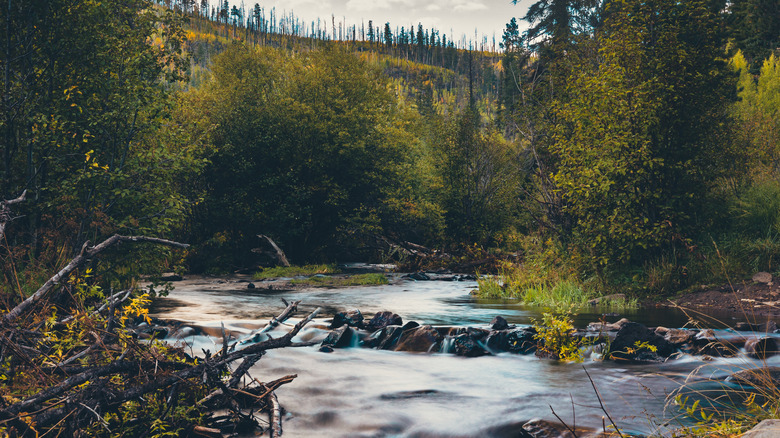 a mountain stream in Greer, Arizona