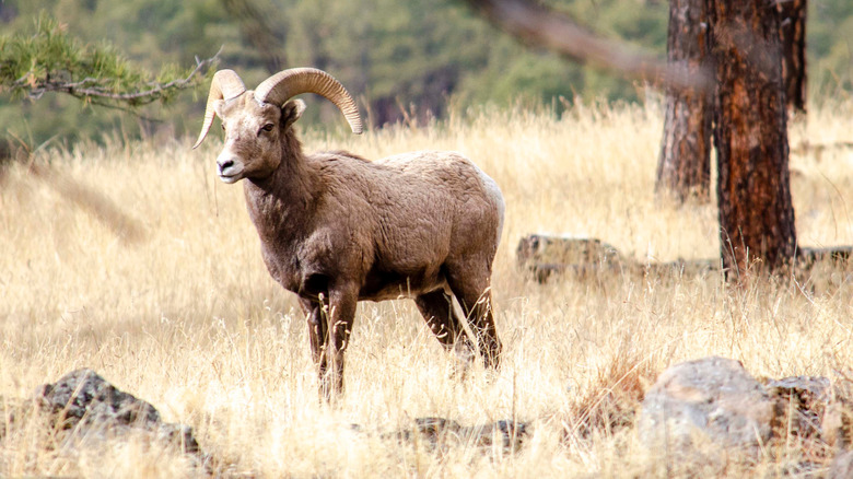 A bighorn sheep in Greer
