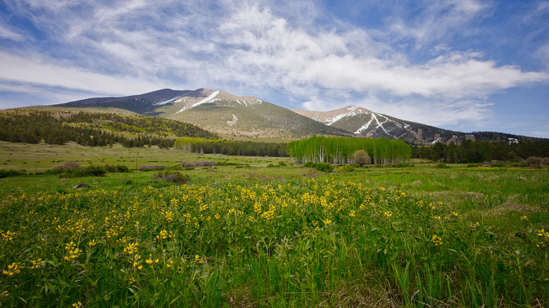 Humphreys Peak in the spring sun with blue and cloudy skies featuring an aspen forest and yellow wildflowers in the foreground.