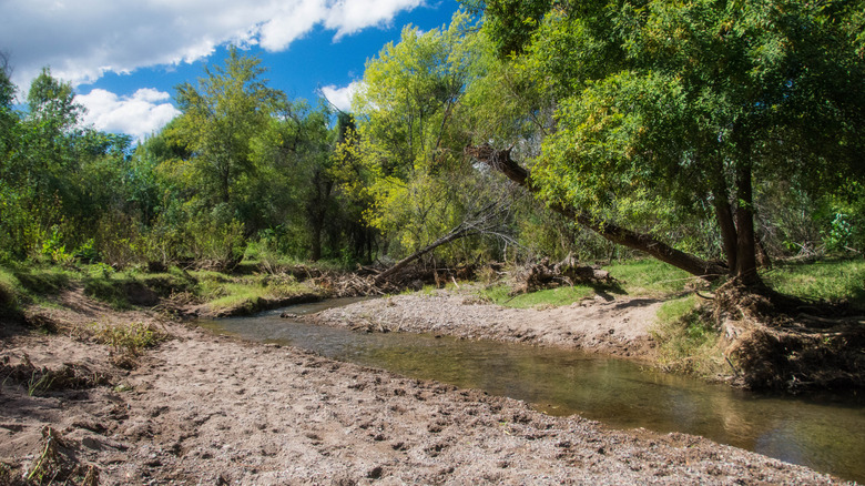 Green trees, bushes, and plants line the banks of the Sonoita Creek in Arizona.