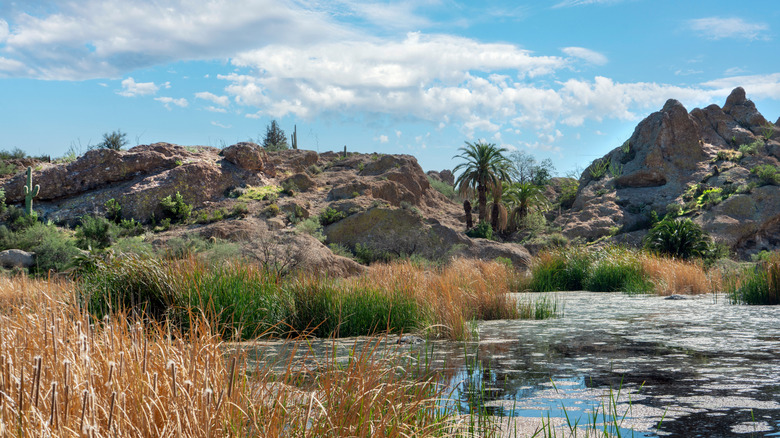 Desert plants around Ayer Lake in the Boyce Thompson Arboretum in Arizona