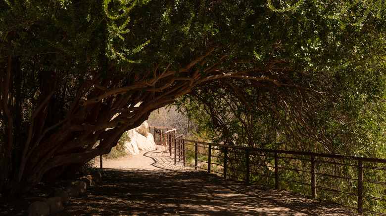 Desert trail through a tunnel of trees in the Boyce Thompson Arboretum in Arizona