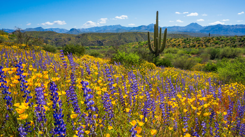 Lupines and poppies mingle with saguaro cactus in Tonto National Forest