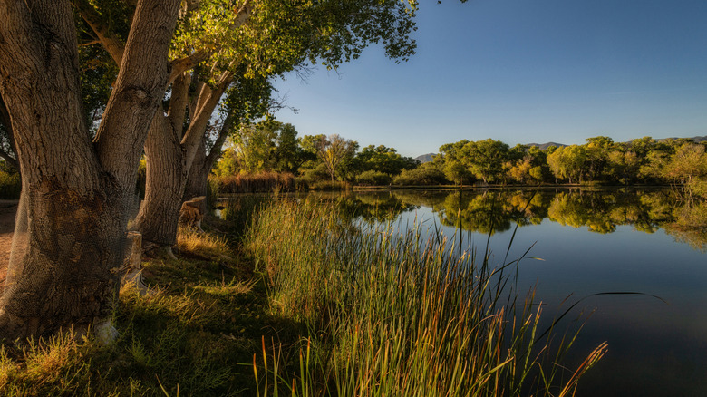 Dead Horse Ranch State Park on the Verde River in Arizona