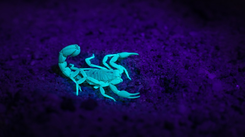 Black lit Bark Scorpion in AZ
