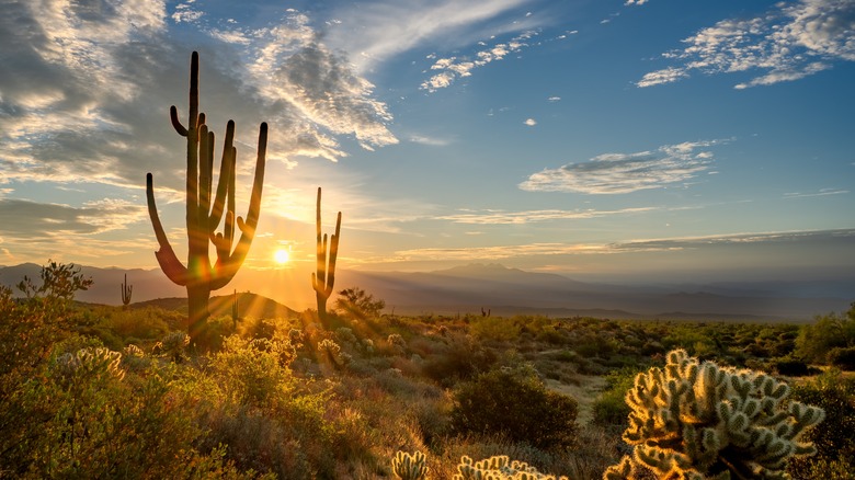 Sunrise in Scottsdale, AZ