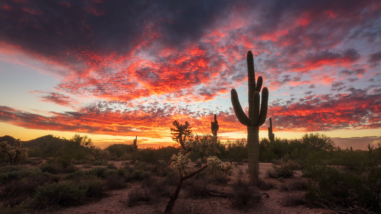 The sun sets behind giant saguaro cacti at Saguaro National Park