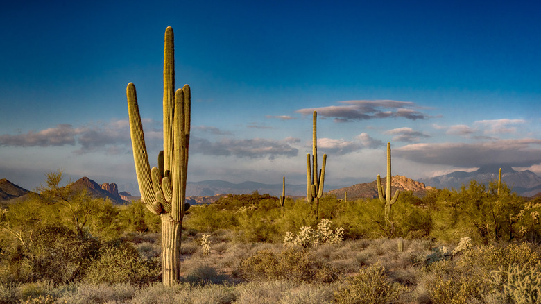 An arid desert landscape in Arizona with tall saguaro cacti