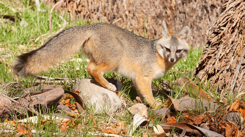 Beautiful gray fox spotted in the wild