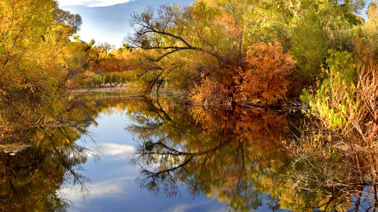 Hassayampa River Preserve with trees displaying fall colors