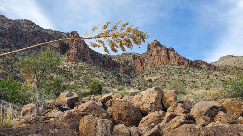 Elephant Mountain in Arizona