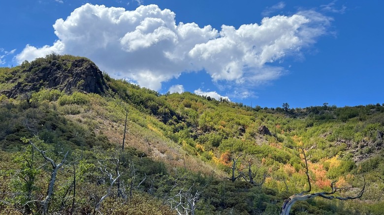 The green mountains of Mazatzal Wilderness Area in Arizona under a blue sky with fluffy clouds