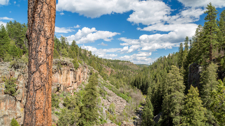 Sycamore Canyon Rim Trail in Arizona