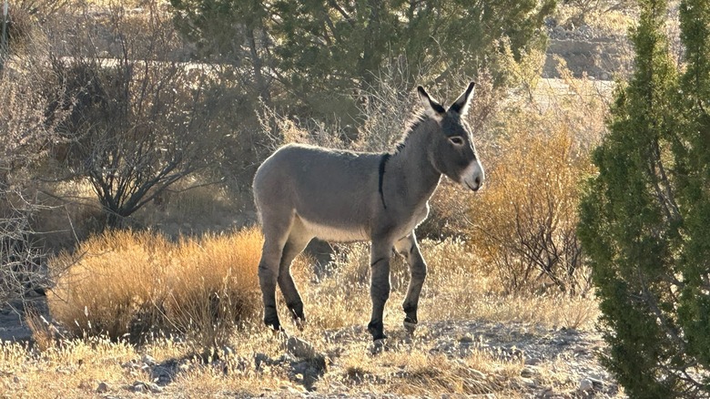 A wild burro roaming the Mt. Nutt Wilderness in Arizona's Black Mountains