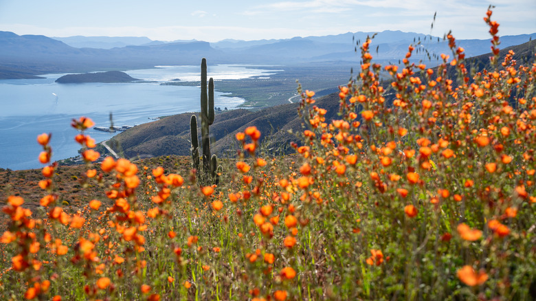globe mallow plants and saguaro cactus near Roosevelt Lake