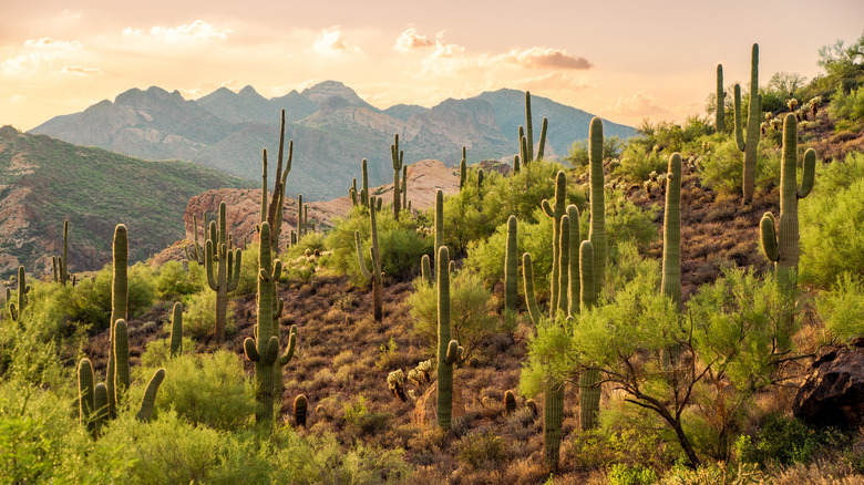 Tonto National Forest land with cacti at sunset