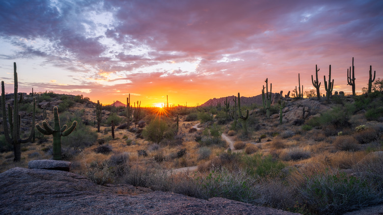 Cacti across an Arizona desert landscape at sunset