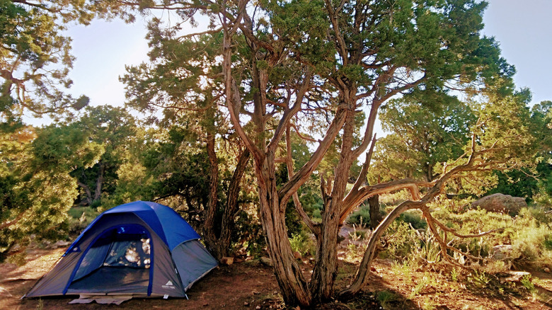 Blue tent pitched beneath shady pinyon pines at Desert View Campground