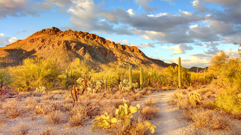 Views of the Tucson Mountains