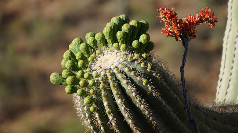 Blooming cactus in Sweetwater Preserve