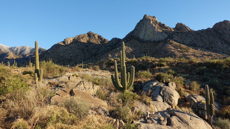 Mountain view, saguaro cacti, and canyon within Catalina State Park, Tucson