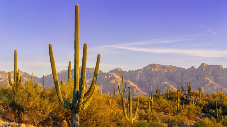 Saguaro cactus with Catalina mountains in the background of Honey Bee park in Tucson, Arizona.
