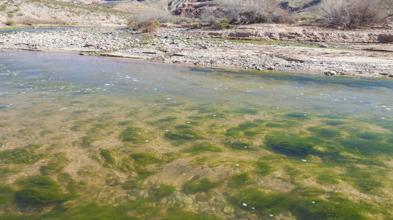 Virgin River water flows by colorful red rocks